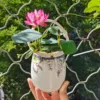 Premium Lotus Flower Seeds